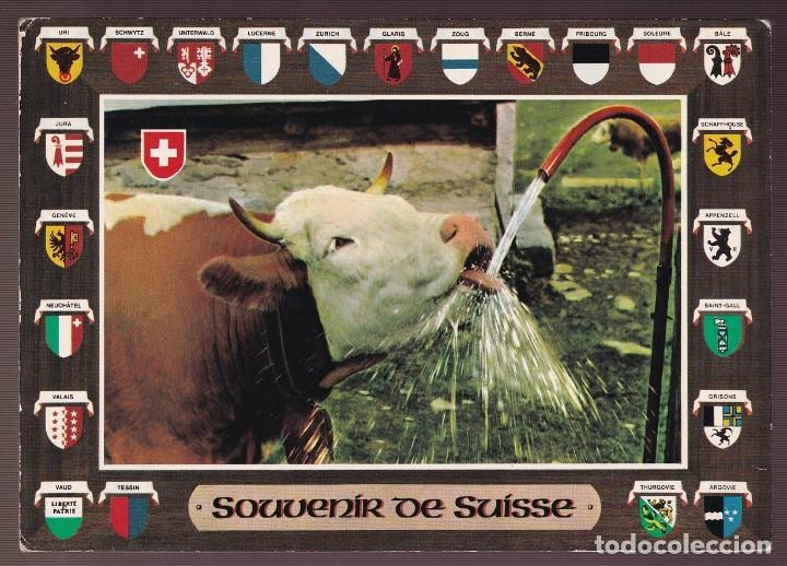 Postcards: *Vaca* Edici&oacute;n suiza. Nueva.