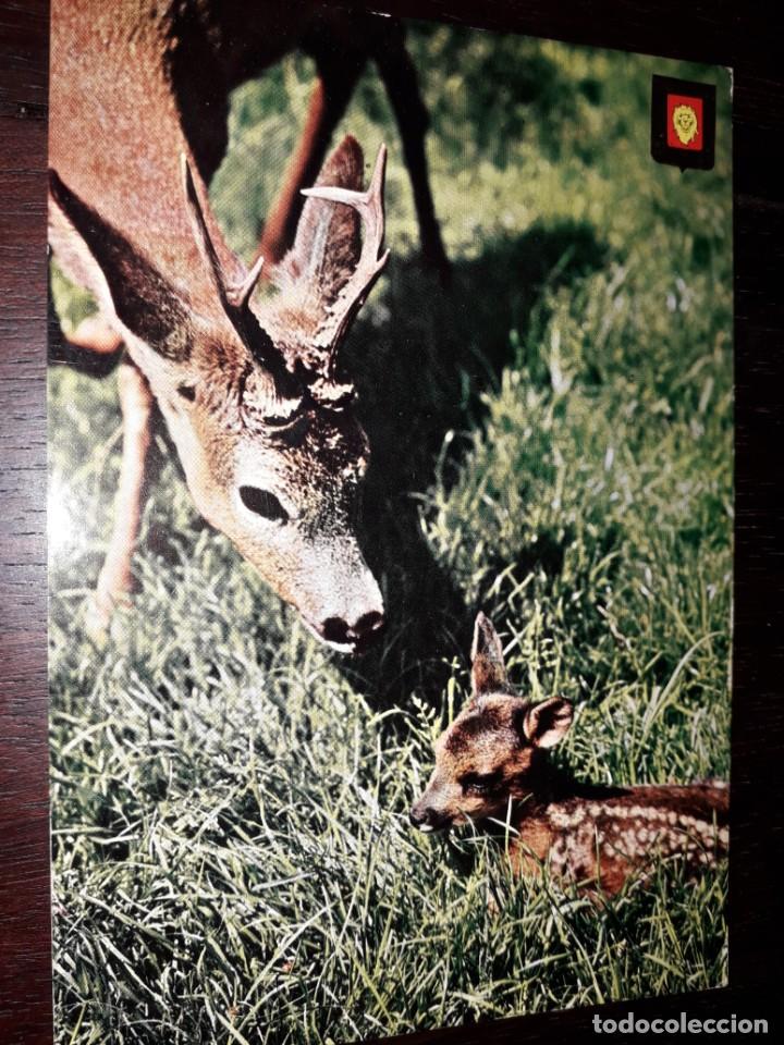 Postcards: N&ordm; 40037 POSTAL ANIMALES SALVAJES N&ordm; 9 CIERVO Y CERVATILLO