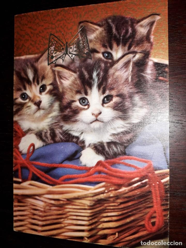 Postcards: N&ordm; 40073 POSTAL GATOS