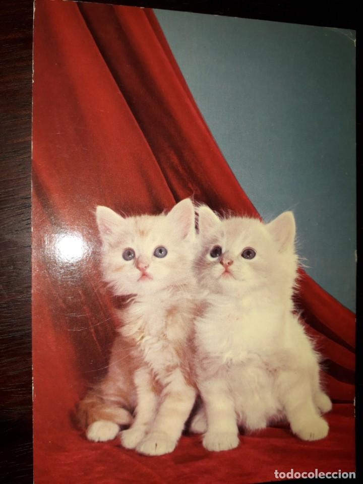 Postcards: N&ordm; 40283 POSTAL GATOS