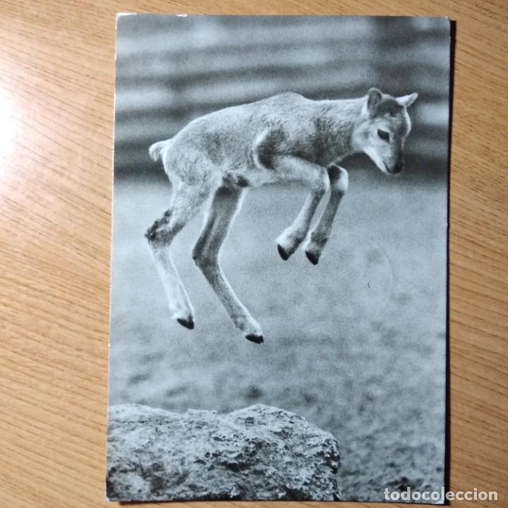 Postcards: Mufflon . Alemania.circulada.1972