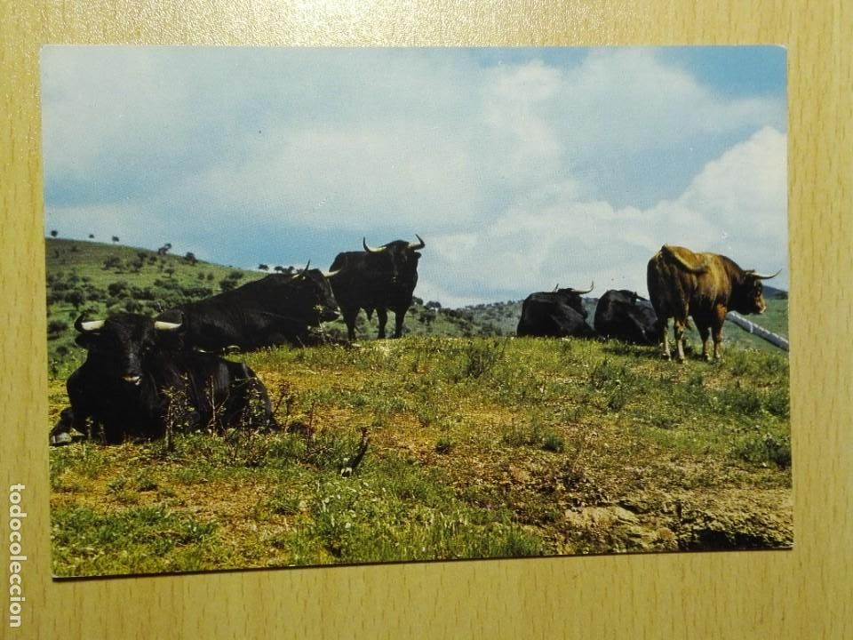 Postcards: POSTAL2424 NUEVA - GARRABELLA 11 GANADERIA RESES BRAVAS - TOROS FAUNA