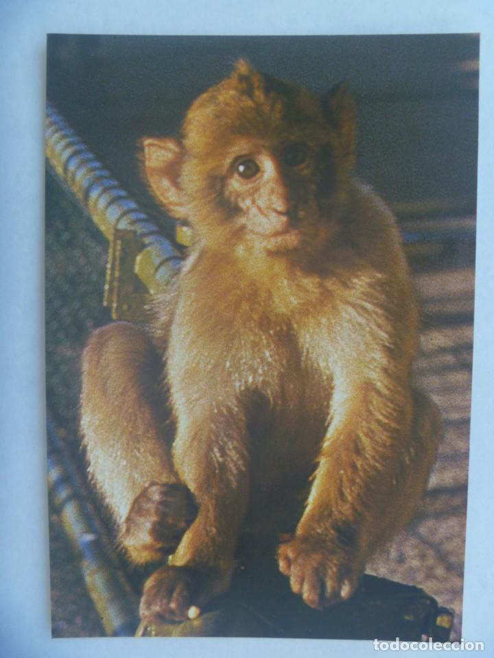 Postais: POSTAL DE UNA MONA DE GIBRALTAR . ROCK APE