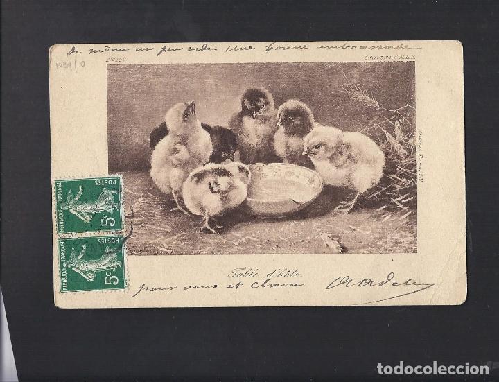 Postcards: Antigua postal pollitos