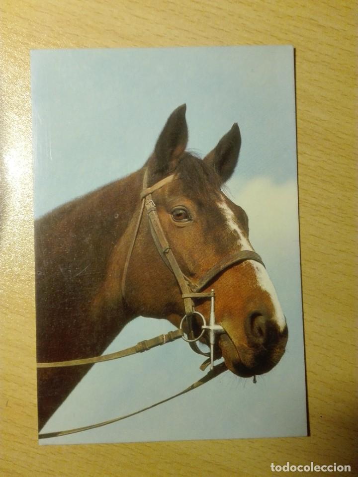 Cartes Postales: POSTAL2554 NUEVA - CYZ 7689/27-A CABALLO FAUNA