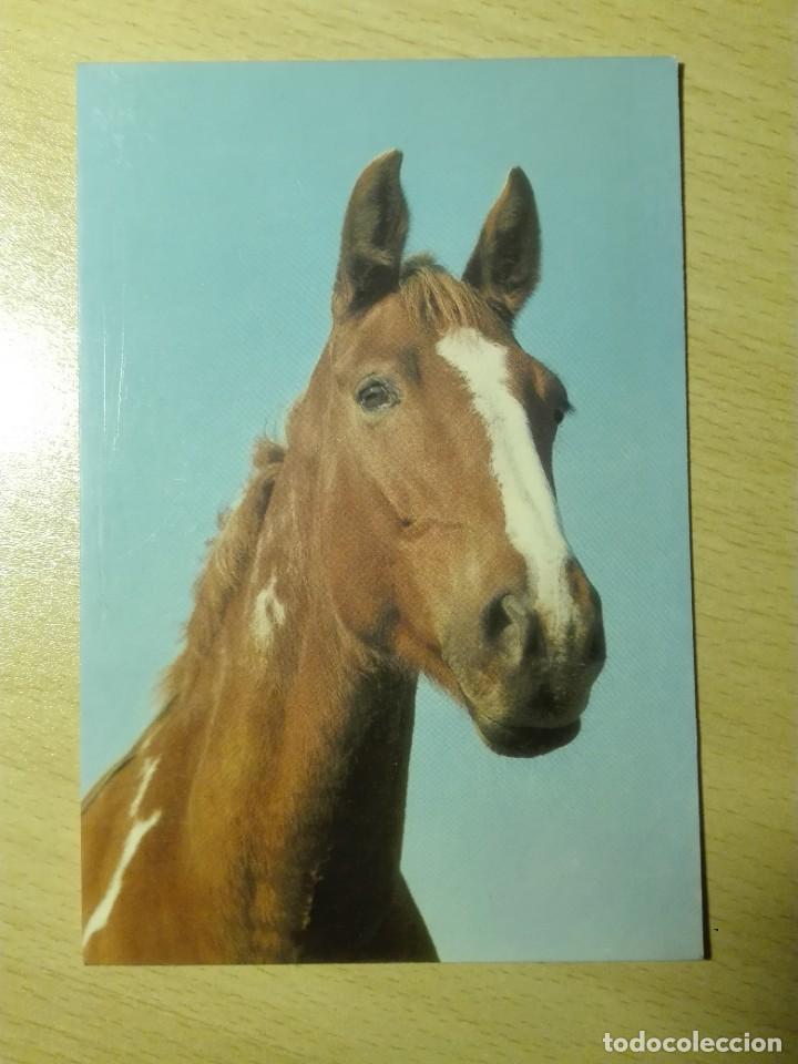 Cartes Postales: POSTAL2555 NUEVA - CYZ 7689/27-B CABALLO FAUNA