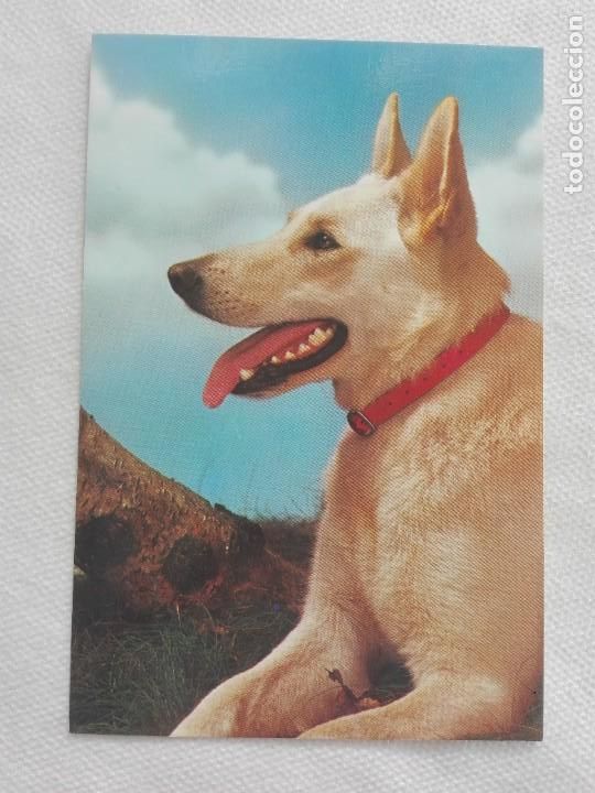 Cartes Postales: POSTAL 2616 NUEVA - CYZ 6093 A - PERRO FAUNA