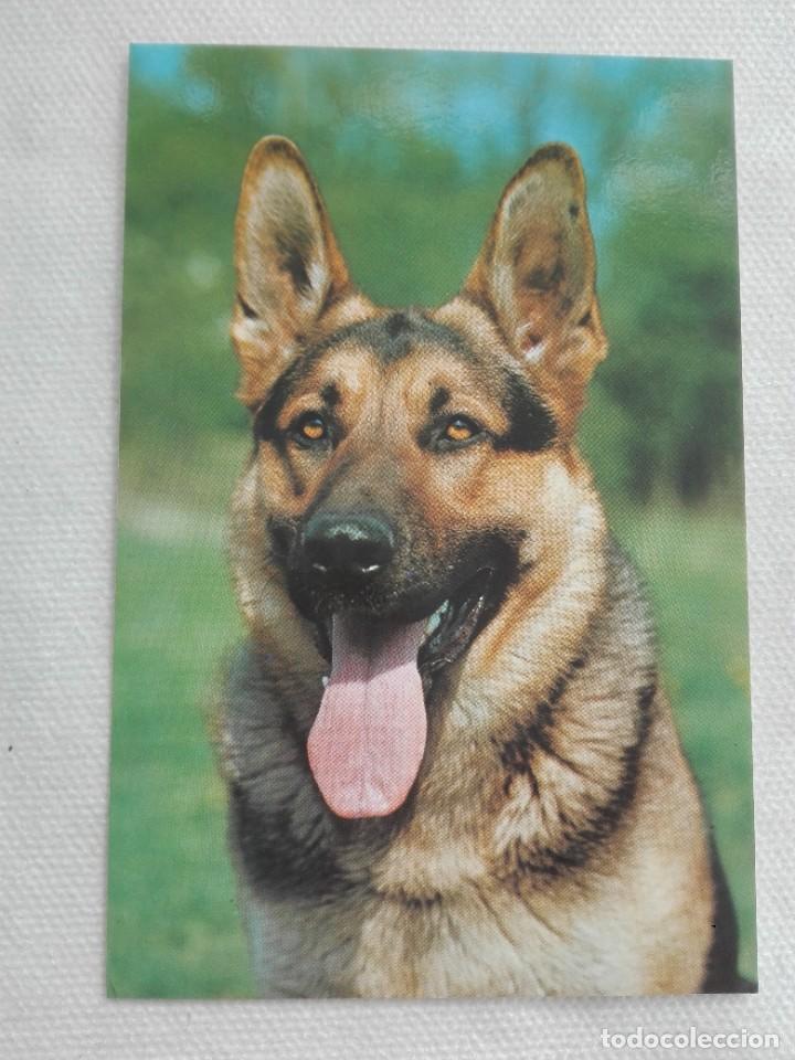 Cartes Postales: POSTAL 2617 NUEVA - CYZ 6093 B - PERRO FAUNA