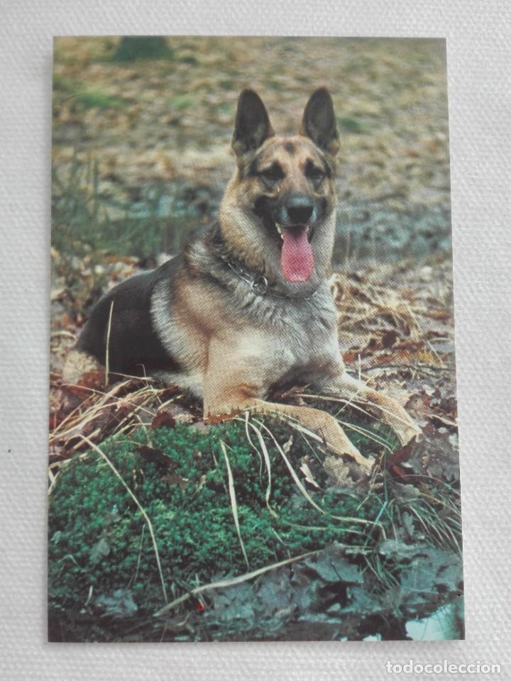 Cartes Postales: POSTAL 2618 NUEVA - CYZ 6093 C - PERRO FAUNA