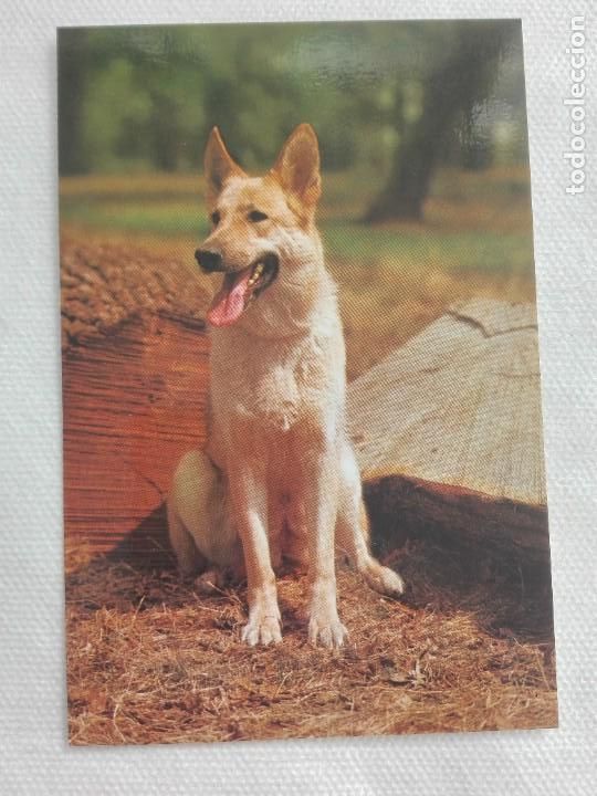 Cartes Postales: POSTAL 2619 NUEVA - CYZ 6093 D - PERRO FAUNA