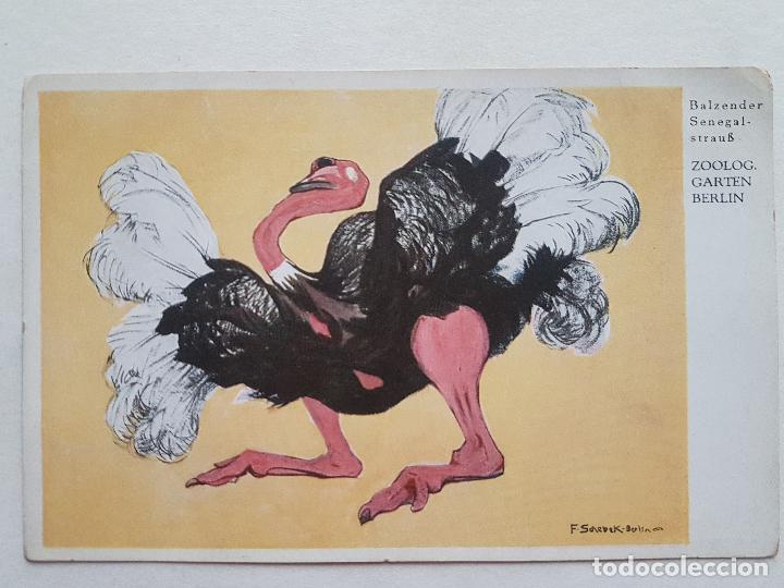 Postales: AVESTRUZ ZOOLOGISCHER GARTEN BERLIN POSTAL ILUSTRADA ANTIGUA