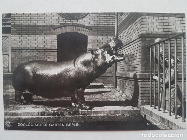 Postales: HIPOPOTAMO ZOOLOGISCHER GARTEN BERLIN POSTAL ANTIGUA