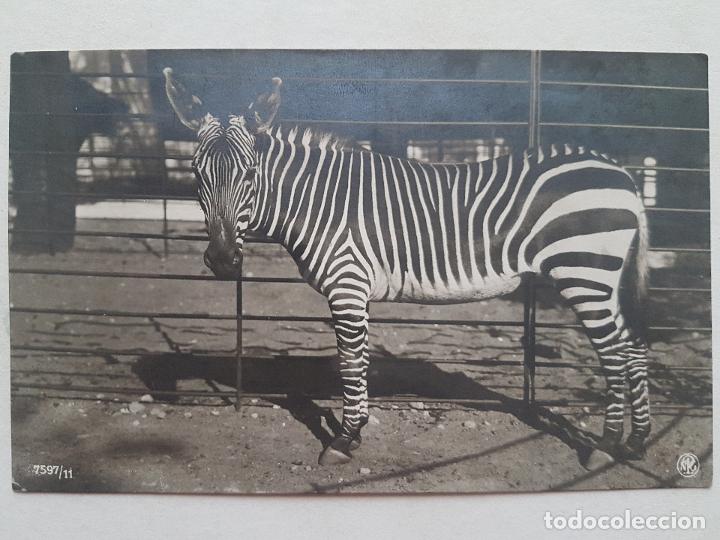 Postales: CEBRA ZOOLOGISCHER GARTEN BERLIN POSTAL ANTIGUA