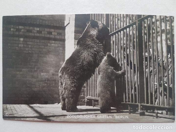Postales: OSA Y OSEZNO ZOOLOGISCHER GARTEN BERLIN POSTAL ANTIGUA