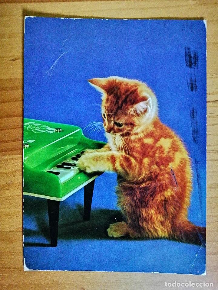 Postcards: POSTAL - COLECCI&Oacute;N PERLA - GATO TOCANDO EL PIANO