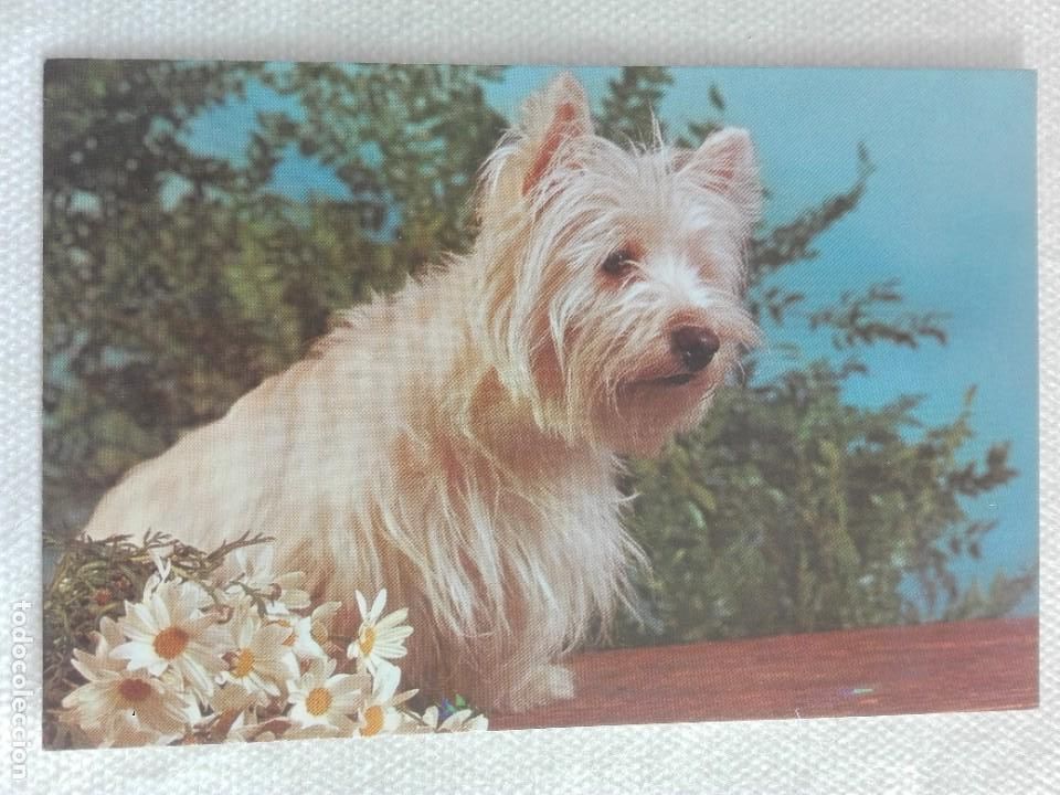 Cartes Postales: POSTAL 2641 NUEVA - CYZ 6106-C -PERRO FAUNA