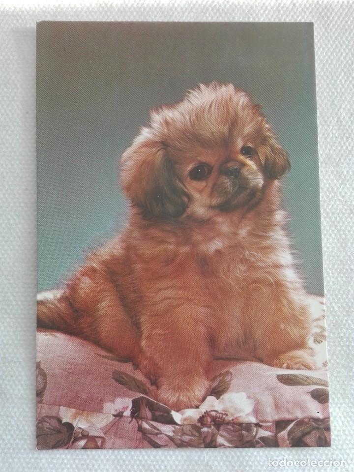 Cartes Postales: POSTAL 2642 NUEVA - CYZ 6106-D -PERRO FAUNA