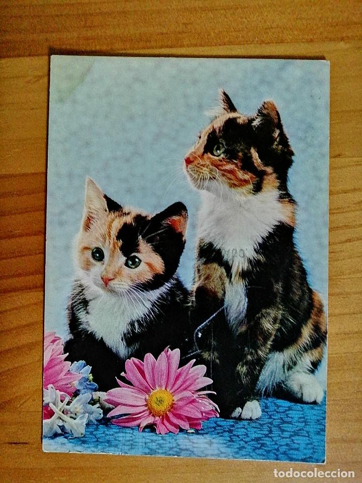Postcards: POSTAL - COLECCI&Oacute;N SAVIR 6145/4 - DOS GATOS.