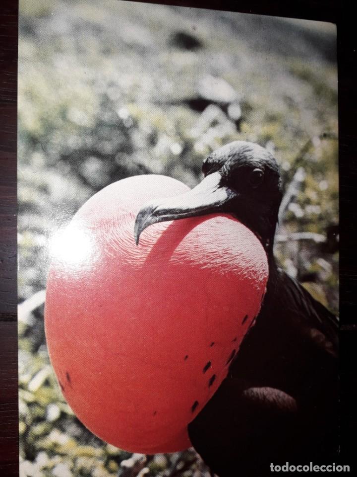 Postcards: N&ordm; 41358 POSTAL PAJARO FRAGATA ISLAS GALAPAGOS
