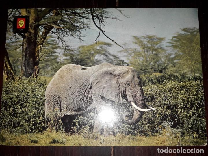 Postcards: N&ordm; 41359 POSTAL ANIMALES SALVAJES ELEFANTE