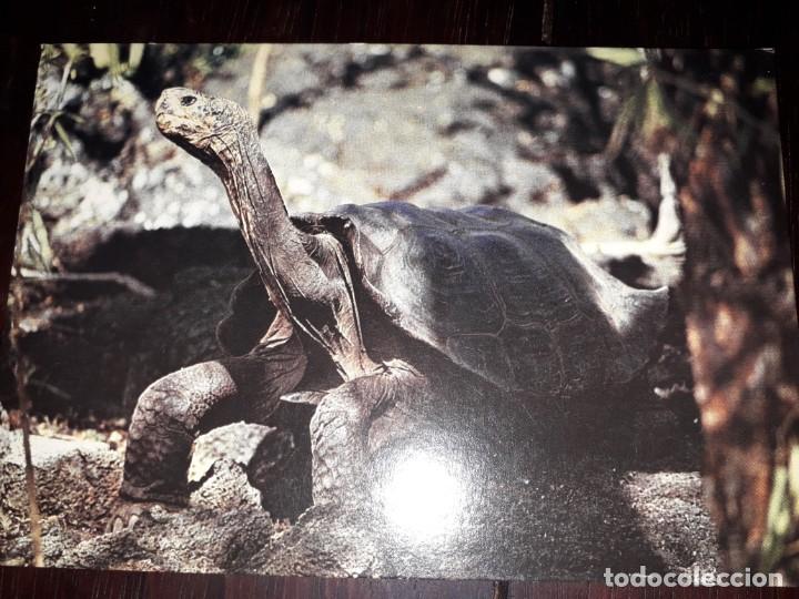 Postcards: N&ordm; 41390 POSTAL TORTUGA GIGANTE O GALAPAGO