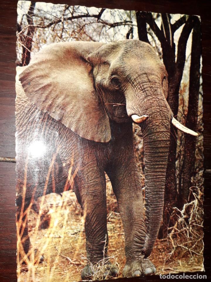 Postcards: N&ordm; 41393 POSTAL ELEFANTE AFRICANO