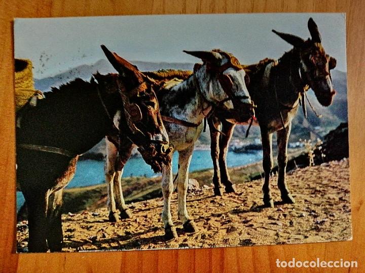 Postcards: POSTAL - BORRICOS T&Iacute;PICOS.