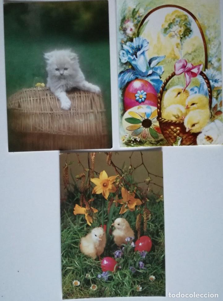 Postkarten: 3 POSTALES POLLITOS POLLO GATO GATITO COLECCI&Oacute;N PERLA NUEVO