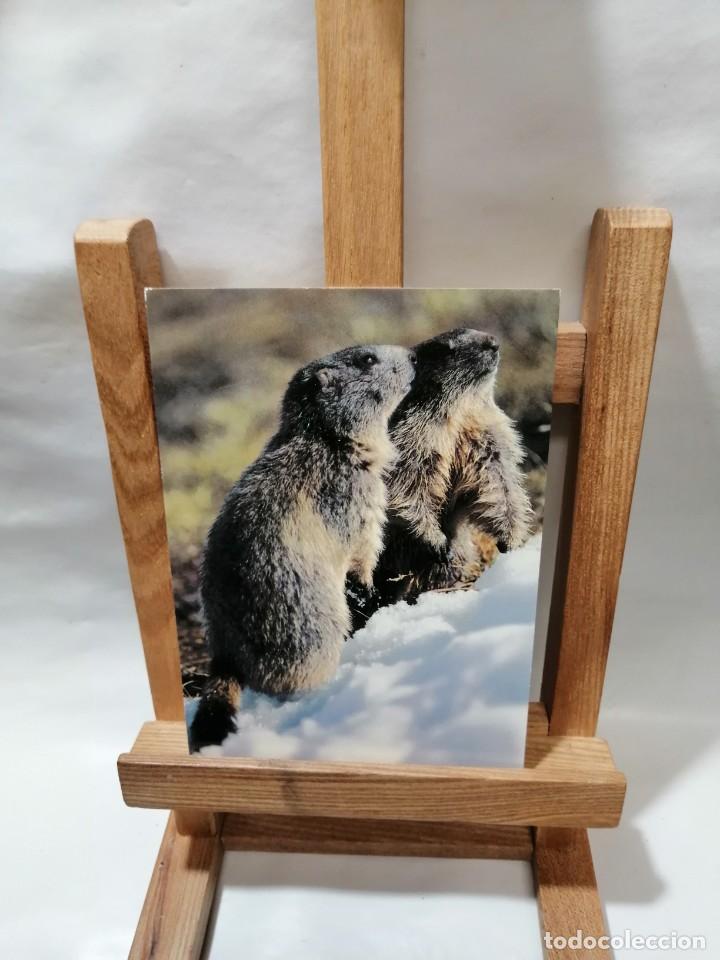Postcards: POSTAL MARMOTA SIN CIRCULAR