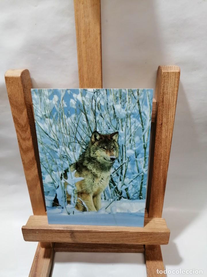 Postcards: POSTAL CANIS LUPUS WOLF SIN CIRCULAR