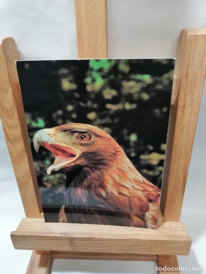 Postcards: POSTAL AQUILA CRYSAETOS SIN CIRCULAR