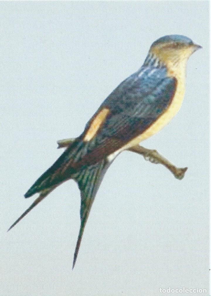 Postcards: TARJETA POSTAL. NUEVA. SIN CIRCULAR. GOLONDRINA D&Aacute;URICA. AVES. FAUNA.