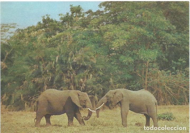 Postcards: TARJETA POSTAL. NUEVA. SIN CIRCULAR. ELEFANTES AFRICANOS. MAM&Iacute;FEROS. FAUNA.