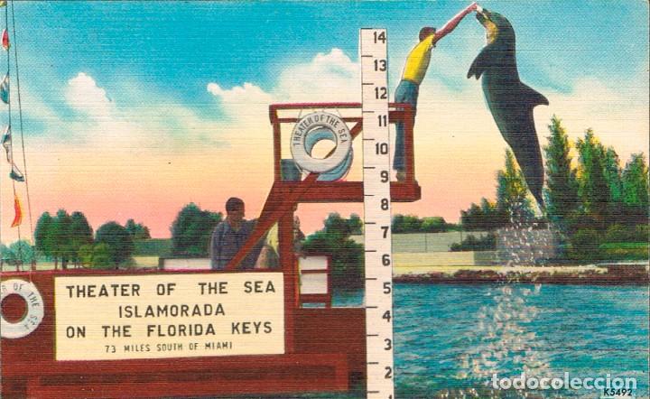 Postales: ESPECTACULO CON DELFIN EN ISLAMORADA (FLORIDA KEYS) - Foto 1