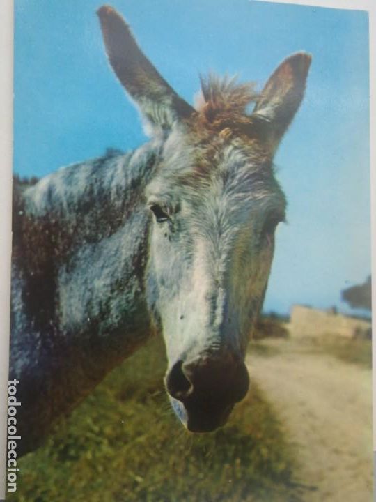 Postcards: FOTO DE BURRO