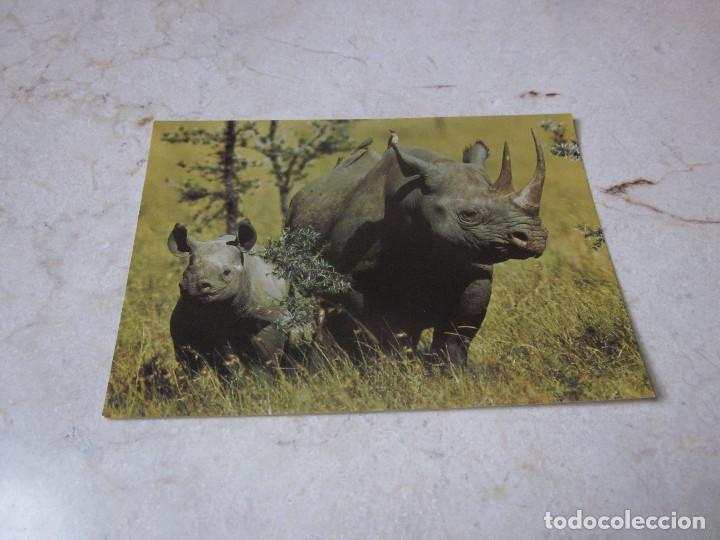 Postcards: POSTAL DICEROS BICORNIS (RINOCERONTE) - SUIZA