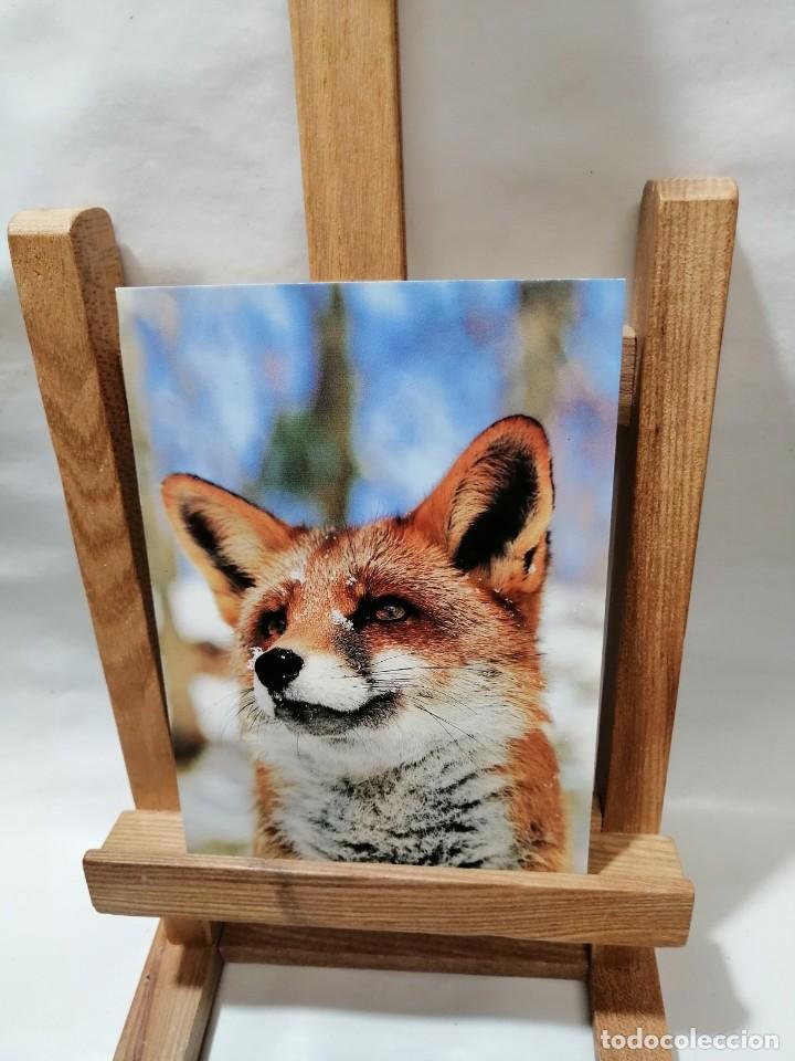 Postales: POSTAL VULPES VULPES FUCHS SIN CIRCULAR - Foto 1