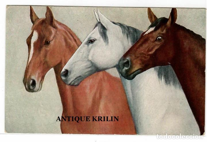 Postcards: POSTAL EDICION O.G.Z. S. 145 / CABALLOS