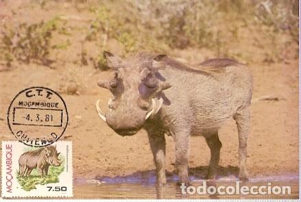 Postcards: Mozambique & IMaxi, Facocero, Phacochoerus africanus, Chitengo 1981 (7796)