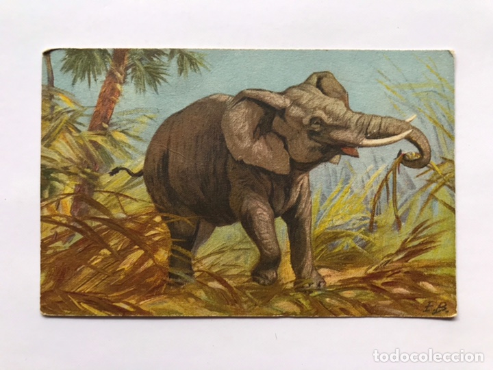 Postais: POSTAL SUIZA.. Elefante Africano.., hermosa postal coloreada (h.1930?) dedicada...