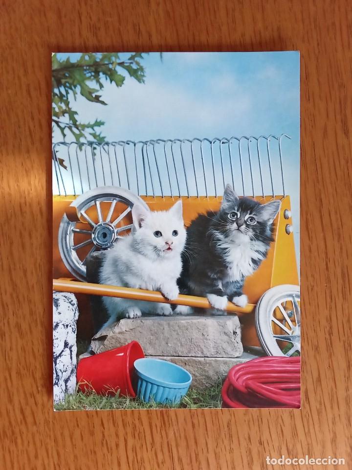 Postais: Gatitos.Little cats.C y Z.