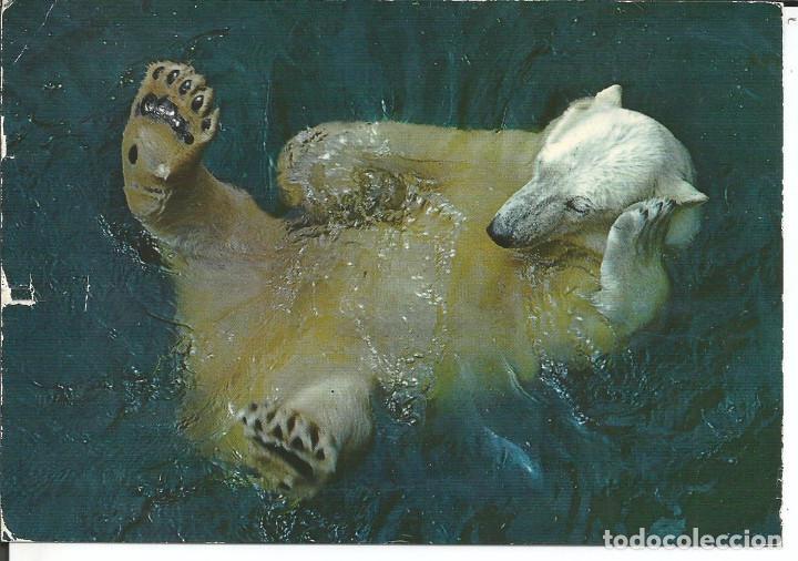 Postkarten: POSTAL OSO POLAR DE NORUEGA