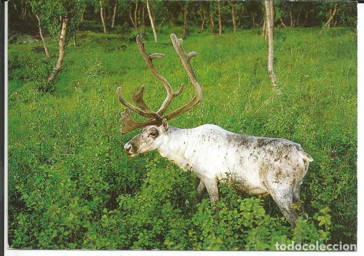 Postkarten: POSTAL RENO DE NORUEGA