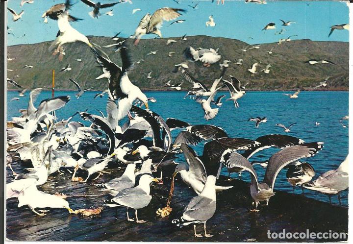 Postcards: POSTAL NORUEGA - M&Aacute;KER, SEAGULLS NORWAY