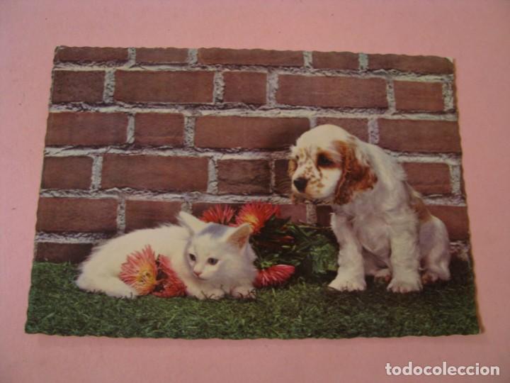 Postales: POSTAL DE PERROS Y GATOS. ED. C. Y Z. 6084.