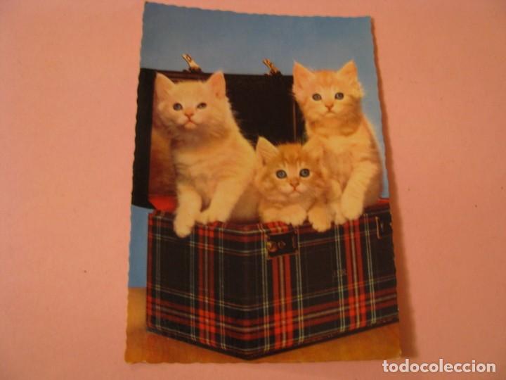 Postales: POSTAL DE GATOS. ED. C. Y Z. 6113.