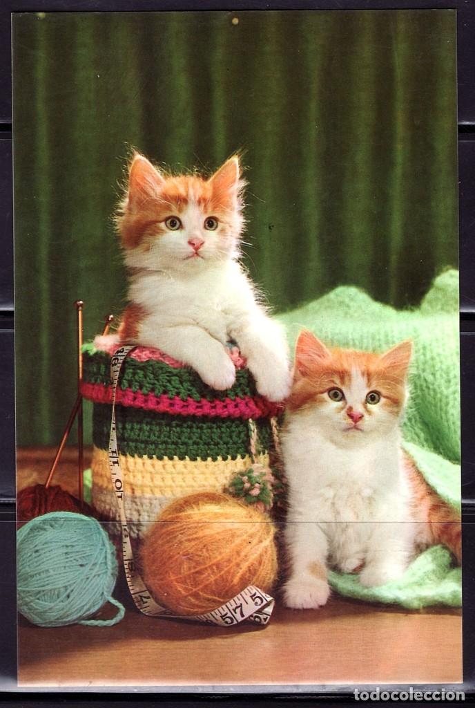 Postales: POSTAL ANIMALES GATOS. GATITOS Y LANA CYZ. 6035-B- B