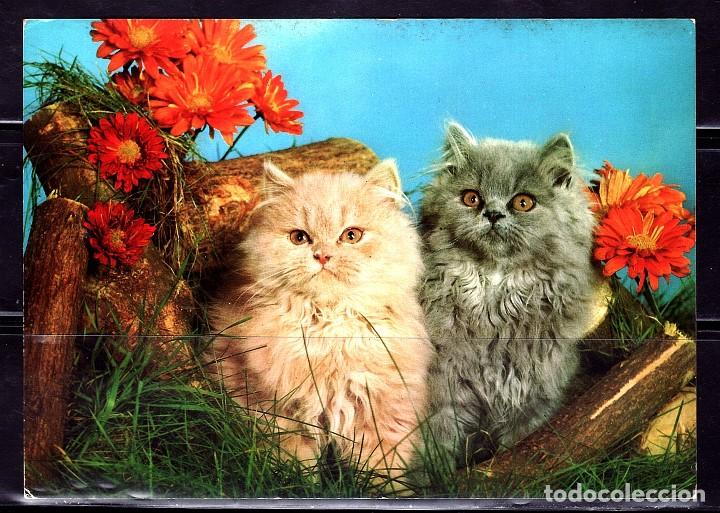 Cartes Postales: POSTAL ANIMALES GATOS. GATOS PERSAS COLECCION PERLA 176/2- B