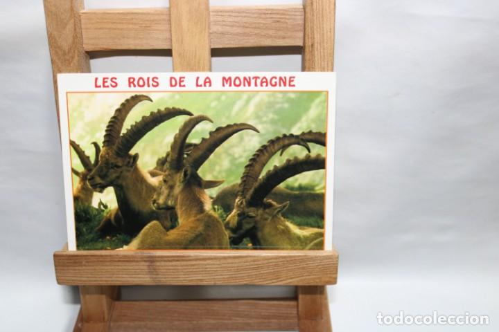 Postales: POSTAL DANS NOS MONTAGNES BOUQUETINS SIN CIRCULAR