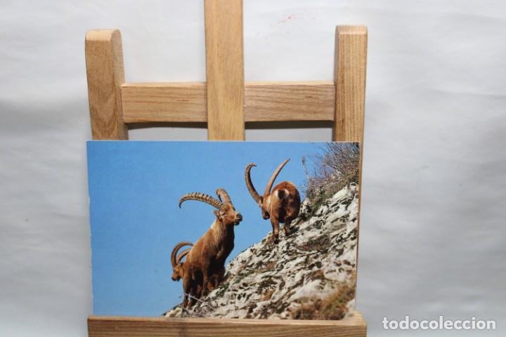 Postales: POSTAL BOUQUETIN SIN CIRCULAR